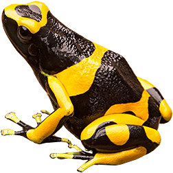 Yellow-banded